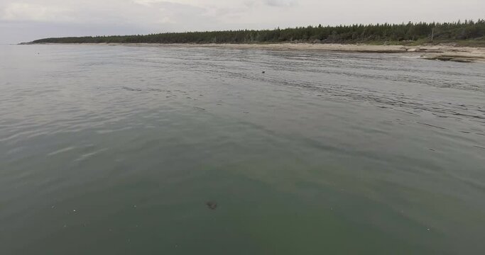 Dark Sand Beach with lots of Sea Weed and Pieces of Wood at Dusk in Anticosti Island, Canada