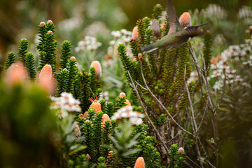 Colibrí en Chuquiragua, Planta con flor andina / Asteraceae - Ecuador © Migue