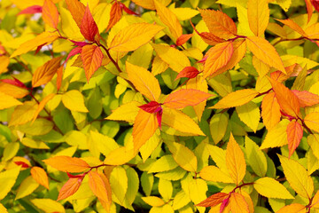 
yellow-red leaves of a bush in the fall