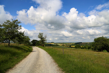 Fototapeta na wymiar Summer landscape with fields, meadows and field road
