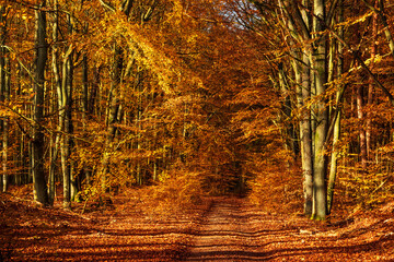 Footpath through Sunny Golden Forest of Beech Trees in Autumn, Leafs Changing Colour
