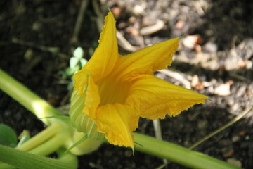 Growing pumpkins flowers leaves and fruit