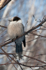Grey Jay Bird Stock Photo.   Grey Jay Bird perch winter season.