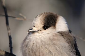Grey Jay Bird Stock Photo.  Grey Jay Bird head close-up profile.