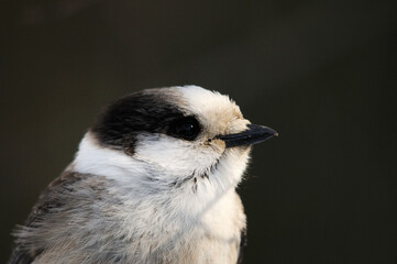 Grey Jay Bird Stock Photo.   Grey Jay Bird head close-up profile with black contrast background. Grey Jay Bird Picture. Grey Jay Bird Image. Grey Jay Bird portrait