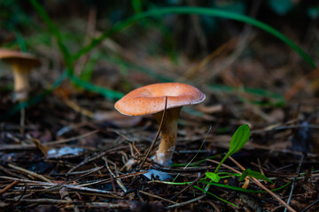 mushrooms in the forest