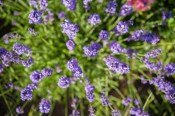 lavender flowers on a background of green grass. top view
