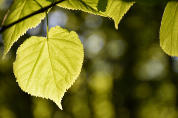 Linden leaf close up