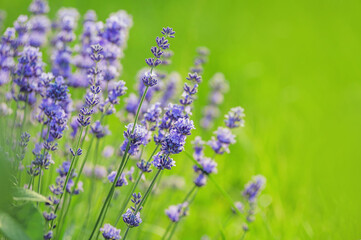 lavender flowers on a background of green grass. macro photography