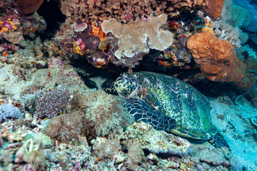 Naklejka na ściany i meble sea turtle and coral reef