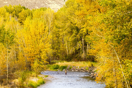 Fly fishing on the Big Wood River near Ketchum, Idaho.  It is a 137miles long and is a tributary of the Malad River, which in turn is tributary to the Snake River and Columbia River.