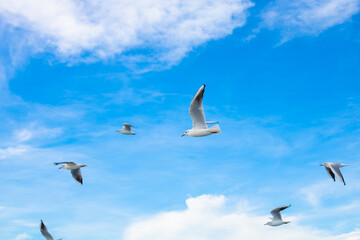 Seagulls on the cloudy sky