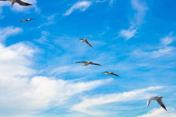 Fototapeta premium Seagulls on the cloudy sky