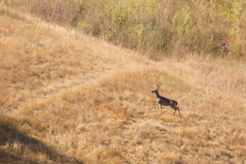 Deer on the mountain