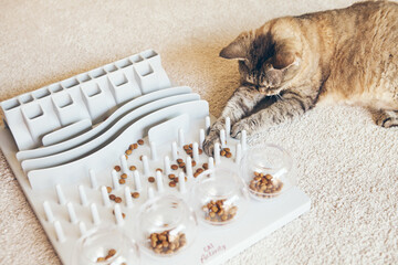 Tabby color cat is challenged to work for her treat and solve small tasks in order to get the...