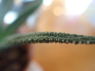 close up of a cactus