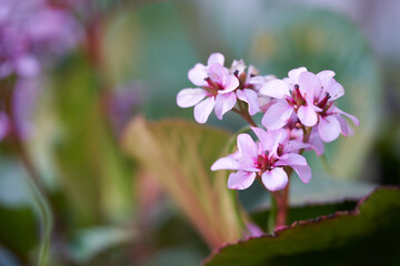 Pink flowers of Bergenia on blurred background