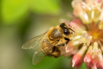 bee on a flower
