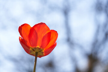 Obraz premium A red tulip from below with the sky as background