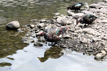 Unos patos en un lago de agua dulce 
