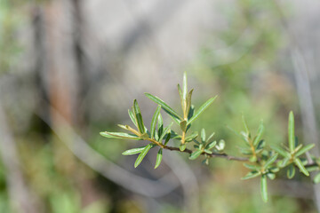 Sea buckthorn