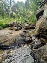 Fototapeta premium river in the forest