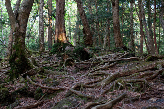 aokigahara suicide forest © 敏治 荒川