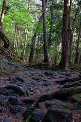 aokigahara suicide forest