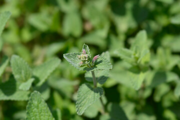 Lesser cat-mint