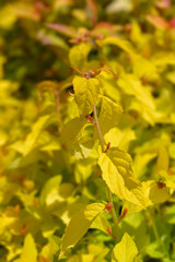 Japanese Spirea Golden Princess