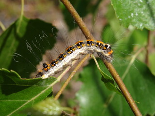 Caterpillar of the dark dagger (Acronicta tridens).