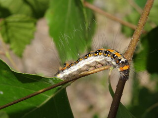 Caterpillar of the dark dagger (Acronicta tridens).