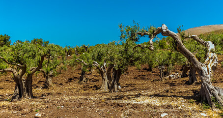 Fototapeta premium A close up of an ancient Olive grove in the Madonie Mountains, Sicily in summer