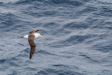 Black-browed Albatross (Thalassarche melanophris) in South Atlantic Ocean, Southern Ocean, Antarctica