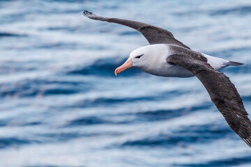 Black-browed Albatross (Thalassarche melanophris) in South Atlantic Ocean, Southern Ocean, Antarctica