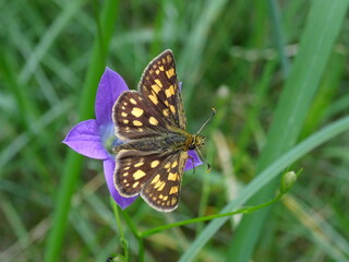 The chequered skipper (Carterocephalus palaemon) on a violet flower (Campanula patula).
