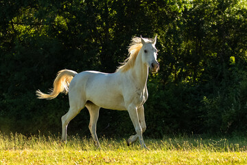 Obraz na płótnie Canvas White horse, purebred running in a field 