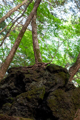 Aokigahara suicide forest in japan