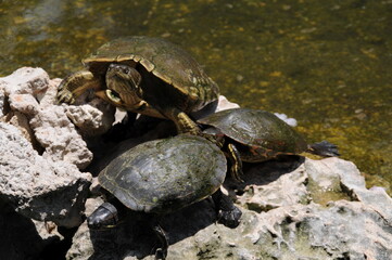 Obraz premium turtles in the sun