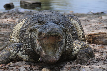 Crocodile with open mouth