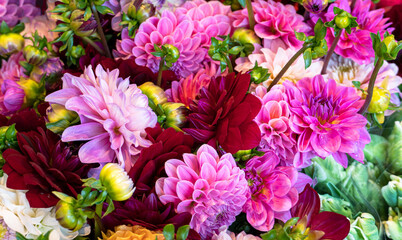 Dahlia Chrysanthemum Colorful Pink Background, Full Frame Natural Pattern