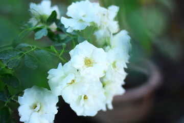 white flowers 