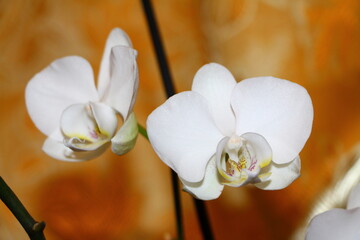 white orchids bloom regardless of the time of year