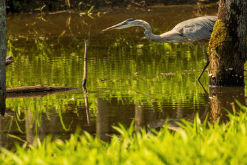 Great blue heron Ardea cinerea Stalking Prey in a Marsh Creek.