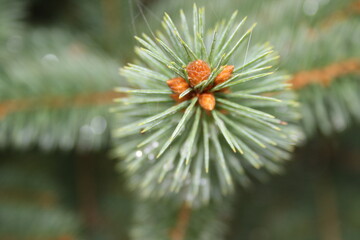 Naklejka na ściany i meble dew drops and spider web on needles of the Christmas tree
