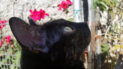 beautiful cat photographed close up