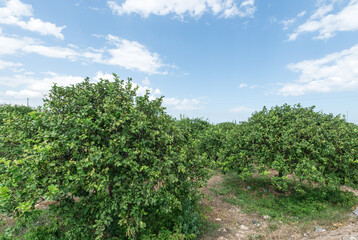 Fototapeta na wymiar Bio Anbau mit Orangen und Zitronenbäume in Italien