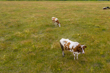 Fototapeta na wymiar Two brown and white spotted cows graze in a field. A small flock of sheep grazes near the cows. Shooting from a drone.