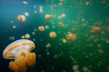 jelly fishes in the palau