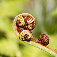 Fern frond about to unroll new leaves in suburban garden South Africa